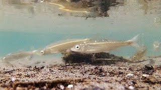 川の中を泳ぐウグイの子供の水中映像