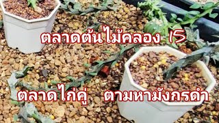 ตลาดต้นไม้ไก่คู่  คลอง  15  ตามหามังกรดำ