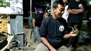 Teknik dasar dan tata cara perawatan bahan Bonsai PART 3