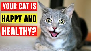 13 Signs Your Cat Is Very Happy And Healthy