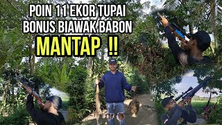 BERBURU HAMA TUPAI‼️ POIN 11 EKOR BONUS BIAWAK BABON ‼️