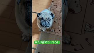 【パグ】ご飯調査隊近いバージョン。#パグ #pug #shorts #日常 #癒し #犬のいる暮らし #いぬ #ショート