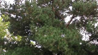 Monterey pine - entire tree - September 2019