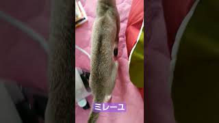 水を飲んで机に乗るミレーユ2024年4/16(火)#シンガプーラ#猫#singapura#cat