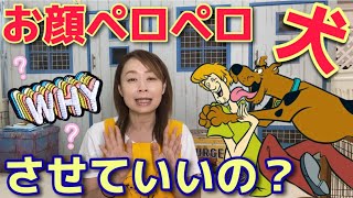 可愛いお顔ぺろぺろ犬！の真相と対応を解説します♪【№133】