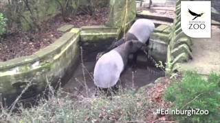 Tapir reunion