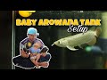 Baby Arowana Tank Setup