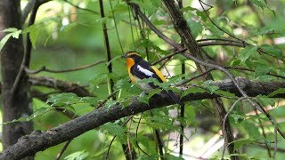 河口湖フィールドセンターのキビタキ（雄）の地鳴き　その４（4K60P動画）