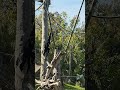 siamangs swinging and playing around