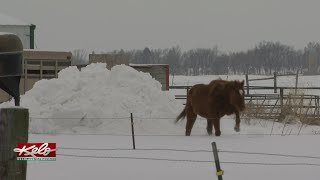 Authorities Looking Into Possible Case Of Animal Neglect Near Lake Preston