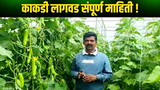 काकडी लागवड संपूर्ण माहिती आणि मार्गदर्शन | #kakdi #काकडी #काकडीलागवड #cucumberfarming #cucumber