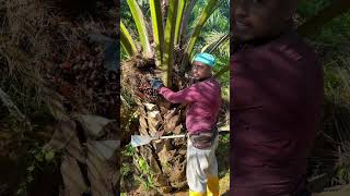 খুব সাবধানে কাজ করতে হয় #মালয়েশিয়া #agriculture #farming #shortvideos #