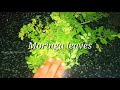 💕moringa leaves for hair growth മുരിങ്ങയില മുടി വളരാൻ ഇങ്ങനെ ഉപയോഗിച്ചു നോക്കൂ