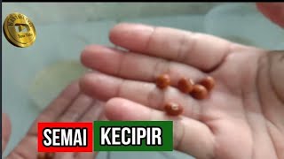 cara cepat semai kecipir sebelum pindah tanam#way channel