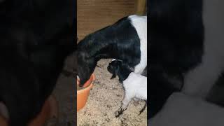 Watch our newborn twin goats yell for Mom. They are only 15 minutes old. How sweet!