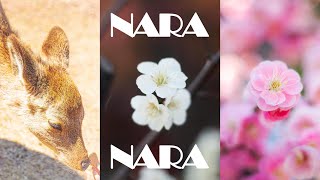 LIFE IN NARA: Discovering TOP 3 Plum Blossom Destinations 🌸