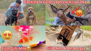 Blacking N Galti Se Rock K Upper Grip Lga De😰|| Gold Fish Gift Mile🎁|| Cat Ko Pakadne Ka Trap Lgaya🐈