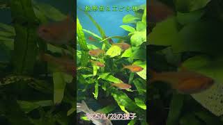 【アクアリウム水景】2025/1/23の熱帯魚＆エビ水槽【ワダッシュ】