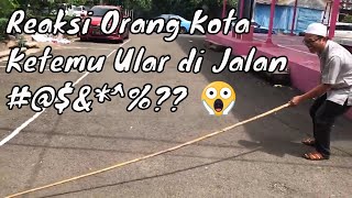 Ketemu ULAR dijalan, bagaimana reaksimu ?