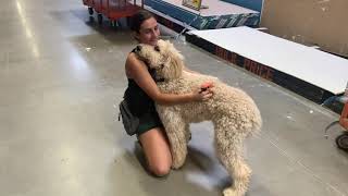 6 Month Old Goldendoodle | Best Goldendoodle Dog Training | Off Leash K9 | Board and Train |Oklahoma