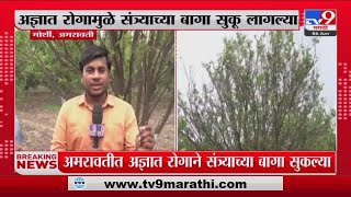 Amravati Breaking | अमरावतीत अज्ञात रोगाने संत्र्याच्या बागा सुकल्या