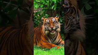 সুন্দরবনের  🐅বাঘ শিকার বেঙ্গল টাইগার#ভাইরাল টাইগার এই সেই সুন্দরবনের!2024 ।পাপ্পু ভিডিও নিউ ব্লক#