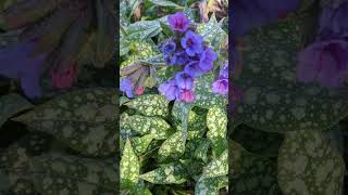 Multi colored blooms ! Lungwort - Pulmonaria - great in the shade! #nature #flowers