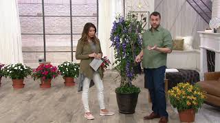 Cottage Farms Amethyst Falls Wisteria Reblooming Vine on QVC