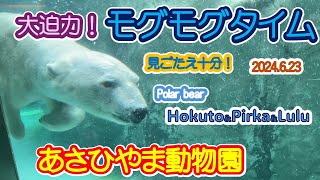 あさひやま動物園　ホッキョクグマ　モグモグタイム　ホクト＆ピリカ\u0026ルル　2024 6.23　Asahiyamazoo Hokuto＆Pirka＆Lulu