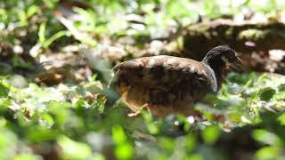 Malayan partridge