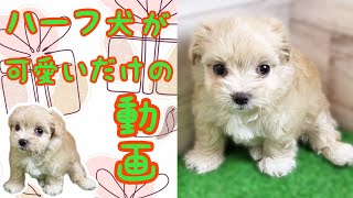 ハーフ犬(マルチーズ×チワワ)チワマル・子犬【鶴見元宮店】