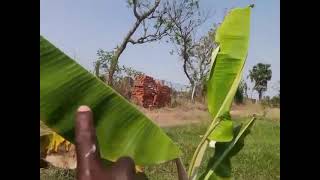 வா_12 பணம் கொட்டும் வாழை சாகுபடி | Banana Cultivation| நடவு முதல் அறுவடை வரை| பராமரிப்பு |பகுதி - 12