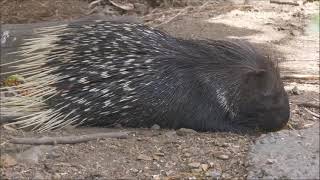 THE INDIAN CRESTED PORCUPINE