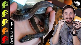 Black African House Snake, The Best Pet Snake?