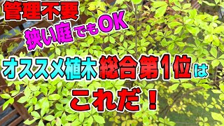 【管理がラク過ぎる植木】ほおったらかしでOK！オススメ植木NO.1はこれだ！