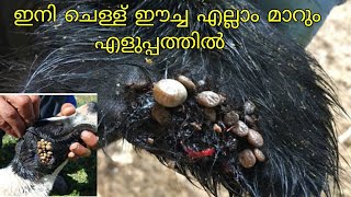 പോത്തിന്റെ ചെള്ള് എങ്ങനെ കുറക്കാം|chell pokan ( How to kill ticks, flys from cattles)