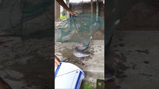 மைத்த🐟மீன் ரொம்ப தொல்ல🤦‍♂️பண்ணுது | Cat🐟Fish | #fish #shorts #tamil #தமிழ் #catfish #fishtrap #viral