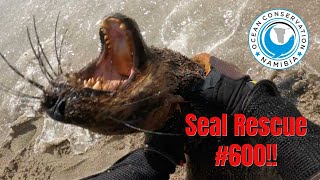 Seal Rescue #600 for 2020!!!!