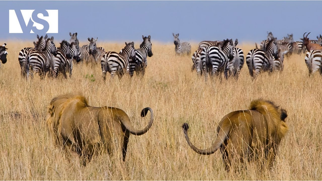 Kanga Pan Sauvage Où La Loi Du Plus Fort Règne Sans Pitié