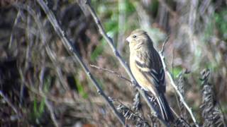 野鳥撮影・ ベニマシコ　Long-tailed Rosefinch