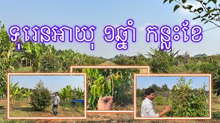 មកមើលទុរេនអាយុ 375ថ្ងៃ [Best Durian Growth]