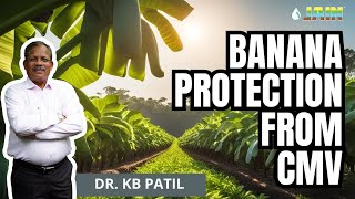 The Shocking Truth about Banana CMV Virus Disease - Must Listen Podcast! 🍌😱