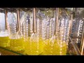 How it's Made: Sunflower Oil