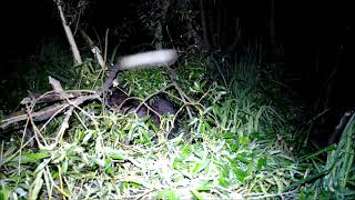 Eurázsiai hód .... Eurasian beaver (Castor fiber) comfort behavior