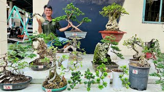 Minh Đông 13/12 chào bán rất nhiều loại bonsai thành phẩm, đủ dáng thế  #0948905020