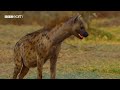The Most Dramatic Moments from the Natural World  BBC Earth