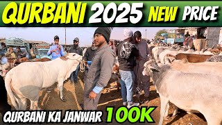 Qurbani 2025 Ky Saste Janwar | Karachi Cow Mandi 2025 | Bhains Colony Mandi Full Bargining + Soda