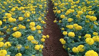 Marigold field