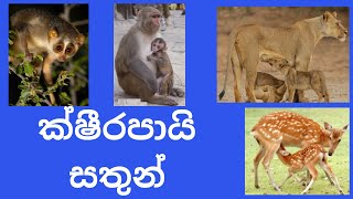 ක්ෂීරපායි සතුන්|Mammals