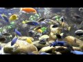 Malawi Aquarium 937ltr - Best Video